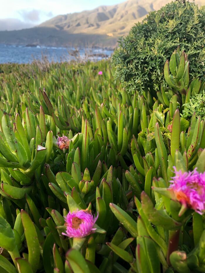 Hey Pandas, What Is This Thing? Help Other Pandas Identify Random Items In The Comments Hey Pandas, What Is This Thing? Help Other Pandas Identify Random Items In The Comments