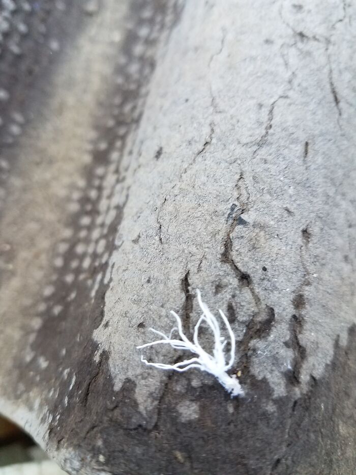 Hey Pandas, What Is This Thing? Help Other Pandas Identify Random Items In The Comments Hey Pandas, What Is This Thing? Help Other Pandas Identify Random Items In The Comments