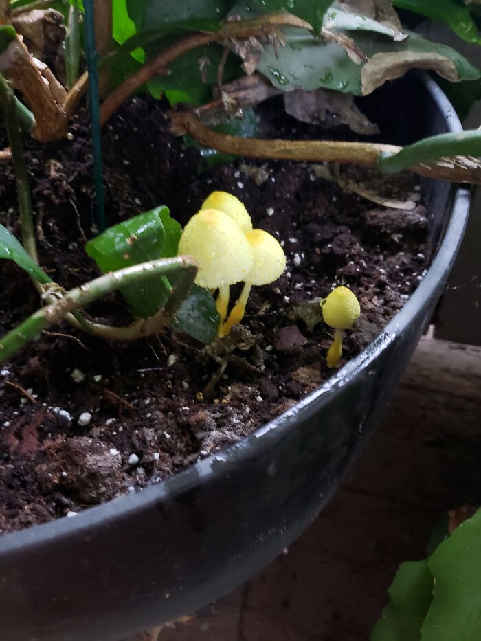 Hey Pandas, What Is This Thing? Help Other Pandas Identify Random Items In The Comments Hey Pandas, What Is This Thing? Help Other Pandas Identify Random Items In The Comments