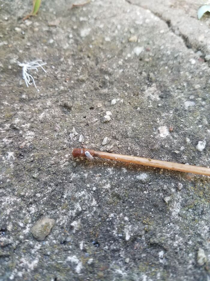 Hey Pandas, What Is This Thing? Help Other Pandas Identify Random Items In The Comments Hey Pandas, What Is This Thing? Help Other Pandas Identify Random Items In The Comments