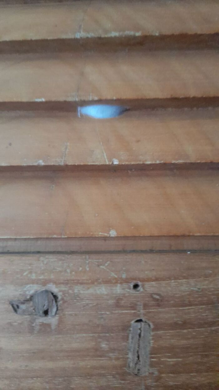 Hey Pandas, What Is This Thing? Help Other Pandas Identify Random Items In The Comments Hey Pandas, What Is This Thing? Help Other Pandas Identify Random Items In The Comments