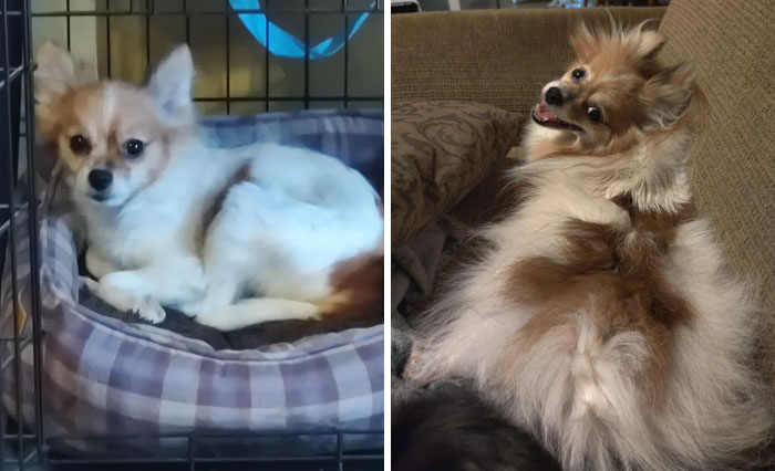 40 Photos Of Dogs Before And After Their Adoption That Might Melt Your Heart Away, As Shared On This Online Group (New Pics) 40 Photos Of Dogs Before And After Their Adoption That Might Melt Your Heart Away, As Shared On This Online Group (New Pics)