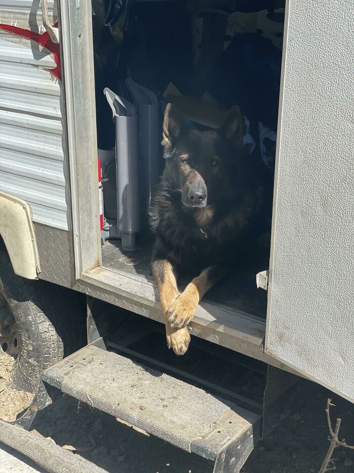 Most Heckin’ Heart-Melting Puppers, As Shared On The ‘Rare Puppers’ Online Group Most Heckin’ Heart-Melting Puppers, As Shared On The ‘Rare Puppers’ Online Group