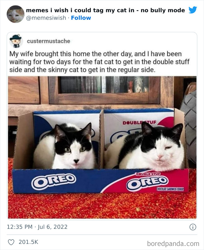 50 Hilarious Posts From The “Memes I Wish I Could Tag My Cat In” Twitter Account (New Pics) 50 Hilarious Posts From The “Memes I Wish I Could Tag My Cat In” Twitter Account (New Pics)