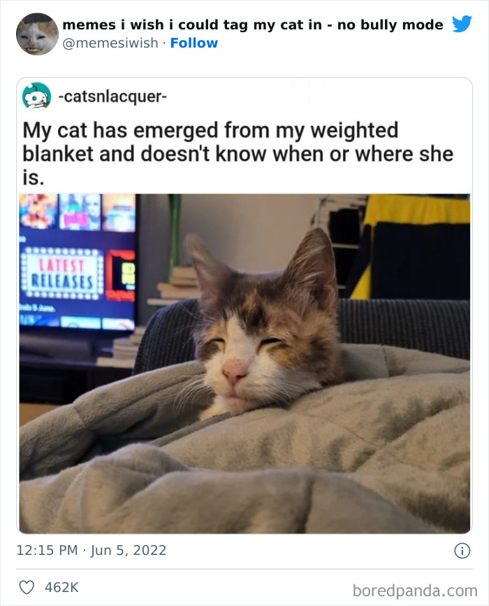 50 Hilarious Posts From The “Memes I Wish I Could Tag My Cat In” Twitter Account (New Pics) 50 Hilarious Posts From The “Memes I Wish I Could Tag My Cat In” Twitter Account (New Pics)