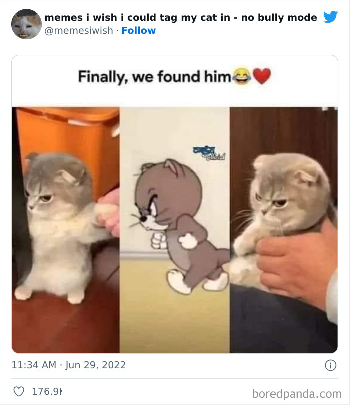 50 Hilarious Posts From The “Memes I Wish I Could Tag My Cat In” Twitter Account (New Pics) 50 Hilarious Posts From The “Memes I Wish I Could Tag My Cat In” Twitter Account (New Pics)