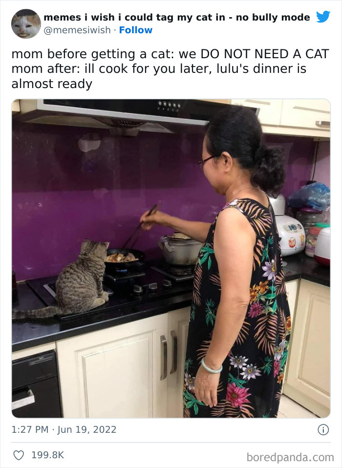 50 Hilarious Posts From The “Memes I Wish I Could Tag My Cat In” Twitter Account (New Pics) 50 Hilarious Posts From The “Memes I Wish I Could Tag My Cat In” Twitter Account (New Pics)