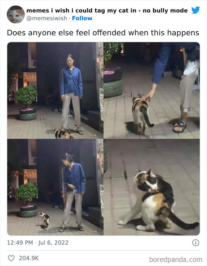 50 Hilarious Posts From The “Memes I Wish I Could Tag My Cat In” Twitter Account (New Pics) 50 Hilarious Posts From The “Memes I Wish I Could Tag My Cat In” Twitter Account (New Pics)