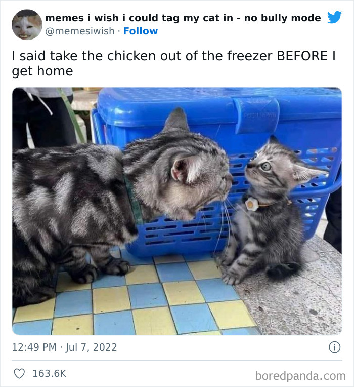 50 Hilarious Posts From The “Memes I Wish I Could Tag My Cat In” Twitter Account (New Pics) 50 Hilarious Posts From The “Memes I Wish I Could Tag My Cat In” Twitter Account (New Pics)