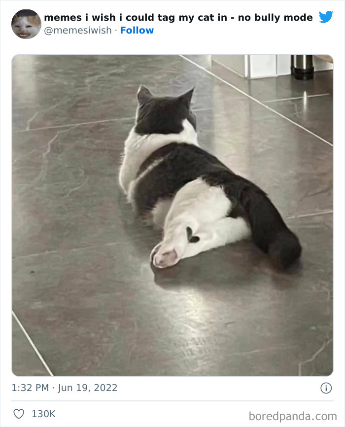 50 Hilarious Posts From The “Memes I Wish I Could Tag My Cat In” Twitter Account (New Pics) 50 Hilarious Posts From The “Memes I Wish I Could Tag My Cat In” Twitter Account (New Pics)