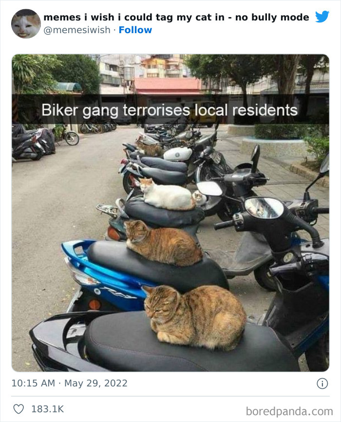 50 Hilarious Posts From The “Memes I Wish I Could Tag My Cat In” Twitter Account (New Pics) 50 Hilarious Posts From The “Memes I Wish I Could Tag My Cat In” Twitter Account (New Pics)