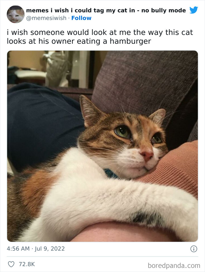 50 Hilarious Posts From The “Memes I Wish I Could Tag My Cat In” Twitter Account (New Pics) 50 Hilarious Posts From The “Memes I Wish I Could Tag My Cat In” Twitter Account (New Pics)