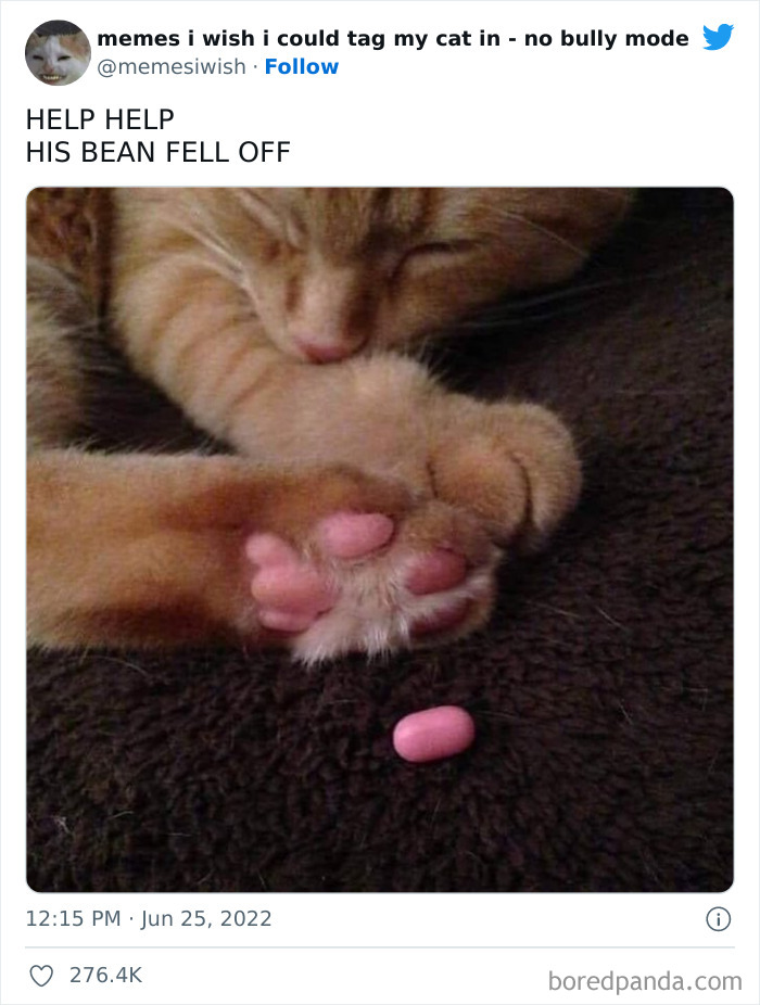 50 Hilarious Posts From The “Memes I Wish I Could Tag My Cat In” Twitter Account (New Pics) 50 Hilarious Posts From The “Memes I Wish I Could Tag My Cat In” Twitter Account (New Pics)