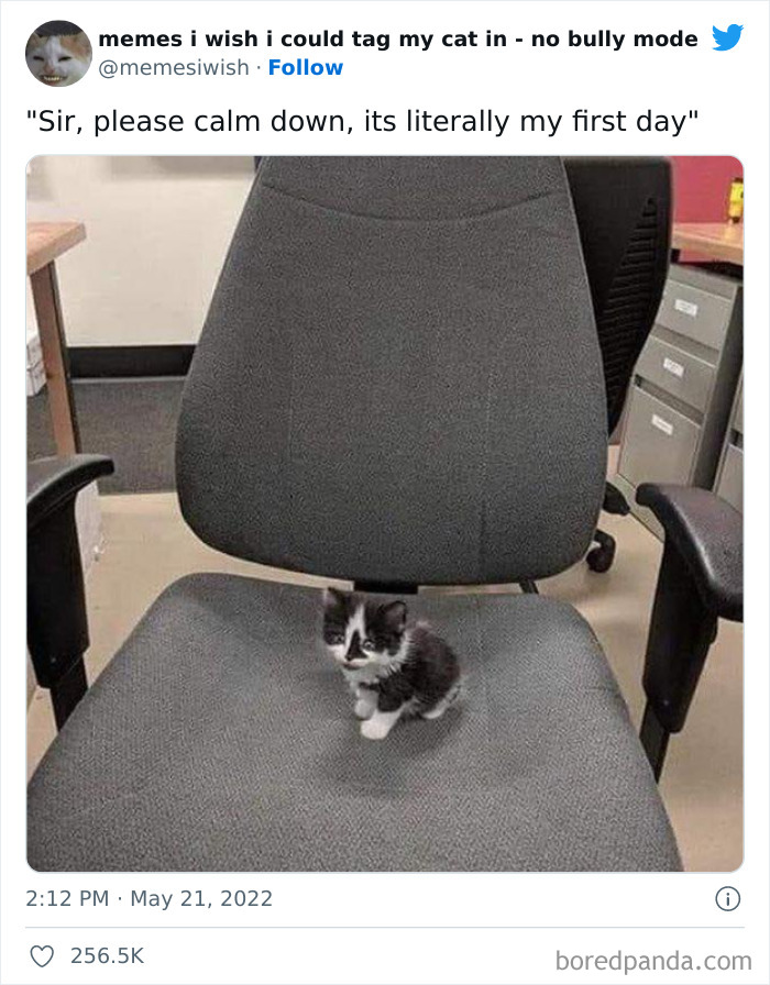 50 Hilarious Posts From The “Memes I Wish I Could Tag My Cat In” Twitter Account (New Pics) 50 Hilarious Posts From The “Memes I Wish I Could Tag My Cat In” Twitter Account (New Pics)