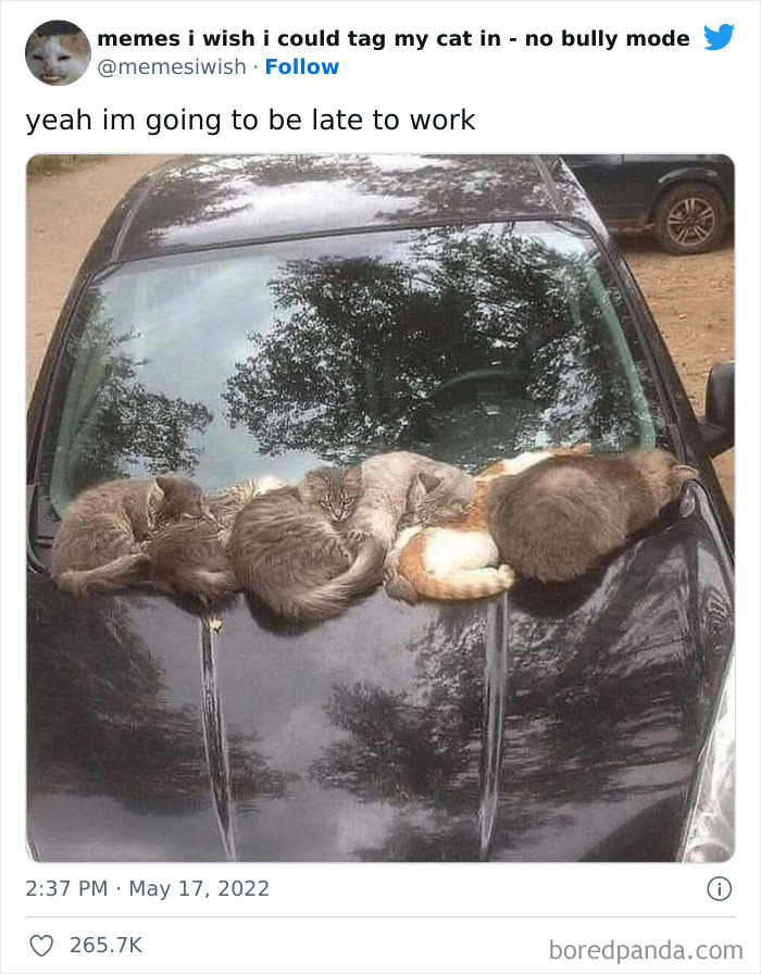 50 Hilarious Posts From The “Memes I Wish I Could Tag My Cat In” Twitter Account (New Pics) 50 Hilarious Posts From The “Memes I Wish I Could Tag My Cat In” Twitter Account (New Pics)