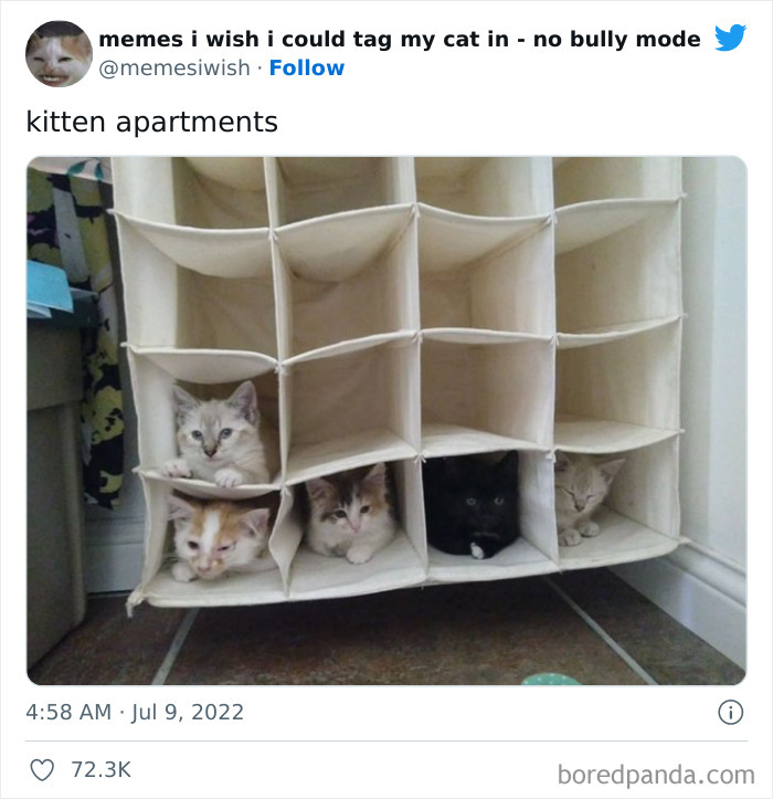 50 Hilarious Posts From The “Memes I Wish I Could Tag My Cat In” Twitter Account (New Pics) 50 Hilarious Posts From The “Memes I Wish I Could Tag My Cat In” Twitter Account (New Pics)