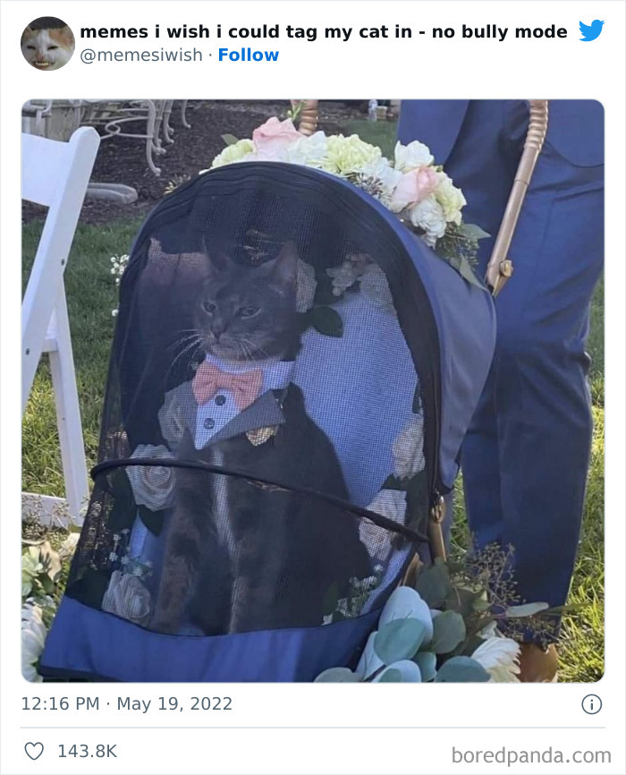 50 Hilarious Posts From The “Memes I Wish I Could Tag My Cat In” Twitter Account (New Pics) 50 Hilarious Posts From The “Memes I Wish I Could Tag My Cat In” Twitter Account (New Pics)