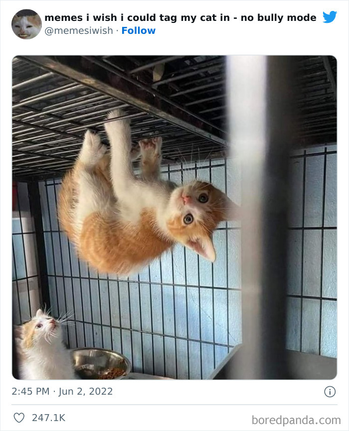 50 Hilarious Posts From The “Memes I Wish I Could Tag My Cat In” Twitter Account (New Pics) 50 Hilarious Posts From The “Memes I Wish I Could Tag My Cat In” Twitter Account (New Pics)