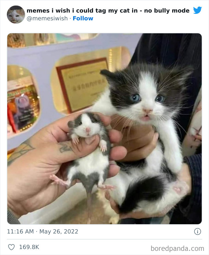 50 Hilarious Posts From The “Memes I Wish I Could Tag My Cat In” Twitter Account (New Pics) 50 Hilarious Posts From The “Memes I Wish I Could Tag My Cat In” Twitter Account (New Pics)