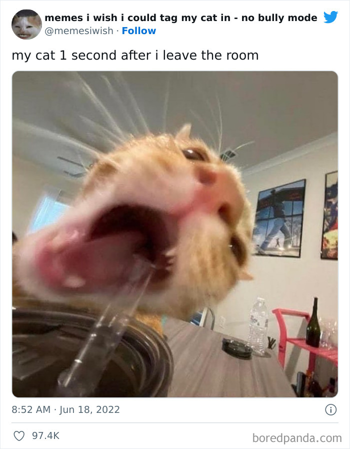 50 Hilarious Posts From The “Memes I Wish I Could Tag My Cat In” Twitter Account (New Pics) 50 Hilarious Posts From The “Memes I Wish I Could Tag My Cat In” Twitter Account (New Pics)