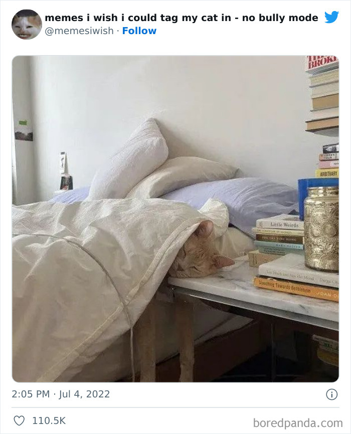 50 Hilarious Posts From The “Memes I Wish I Could Tag My Cat In” Twitter Account (New Pics) 50 Hilarious Posts From The “Memes I Wish I Could Tag My Cat In” Twitter Account (New Pics)
