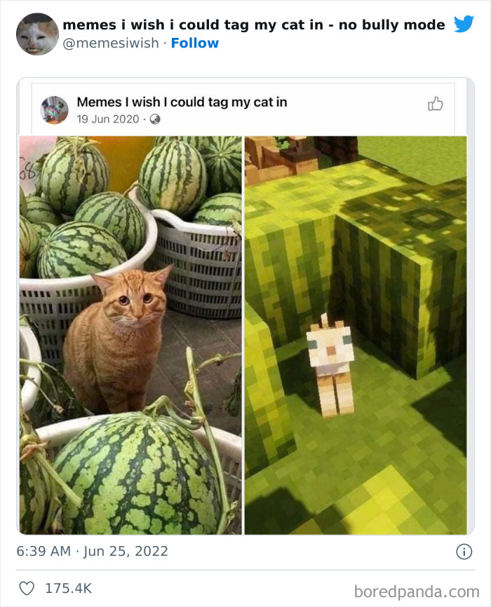 50 Hilarious Posts From The “Memes I Wish I Could Tag My Cat In” Twitter Account (New Pics) 50 Hilarious Posts From The “Memes I Wish I Could Tag My Cat In” Twitter Account (New Pics)