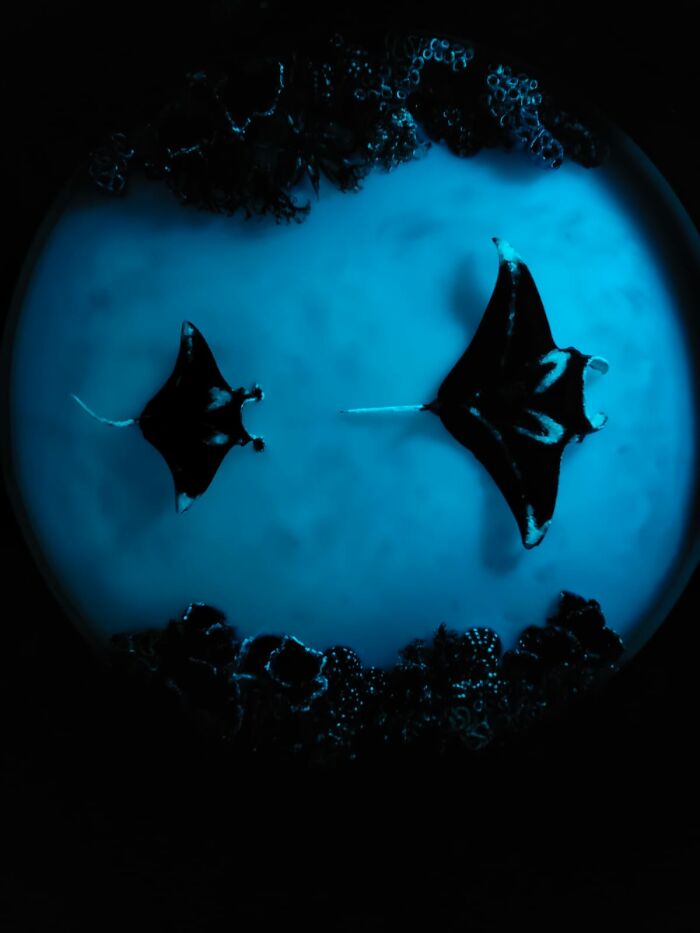 I Create Coffee Tables With Sculpted And Finely Painted Marine Creatures And Corals (13 Pics) I Create Coffee Tables With Sculpted And Finely Painted Marine Creatures And Corals (13 Pics)