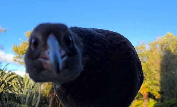 50 Times People Failed At Photographing Wildlife So Hilariously, They Just Had To Share These Pics Online (New Pics) 50 Times People Failed At Photographing Wildlife So Hilariously, They Just Had To Share These Pics Online (New Pics)