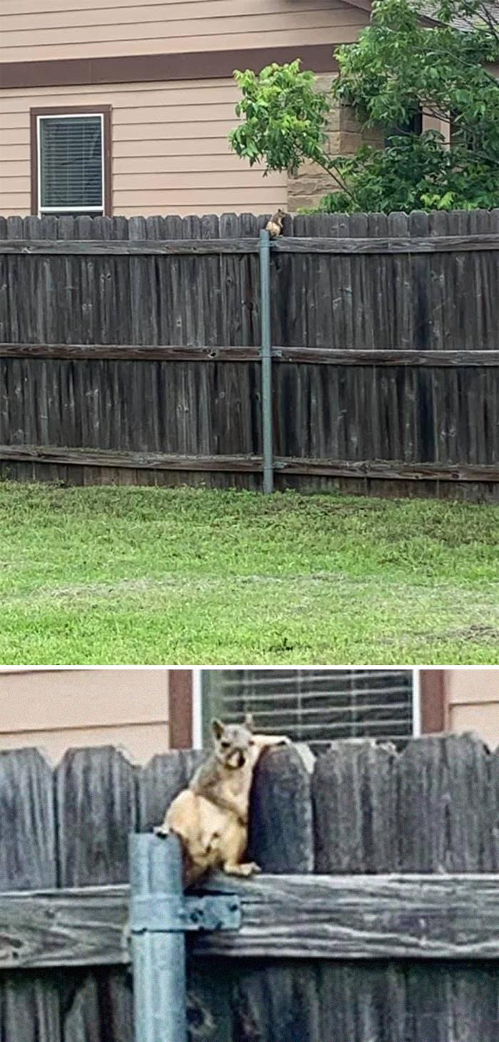 50 Times People Failed At Photographing Wildlife So Hilariously, They Just Had To Share These Pics Online (New Pics) 50 Times People Failed At Photographing Wildlife So Hilariously, They Just Had To Share These Pics Online (New Pics)