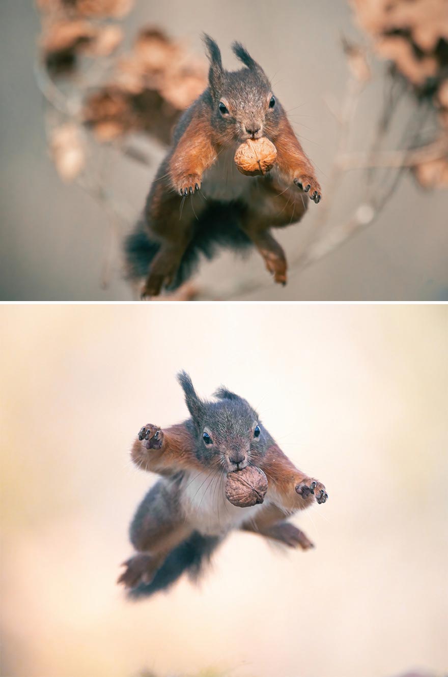 I’ve Been Photographing Red Squirrels For 6 Years, Here Are My 19 Photos To Show How Acrobatic They Really Are I’ve Been Photographing Red Squirrels For 6 Years, Here Are My 19 Photos To Show How Acrobatic They Really Are
