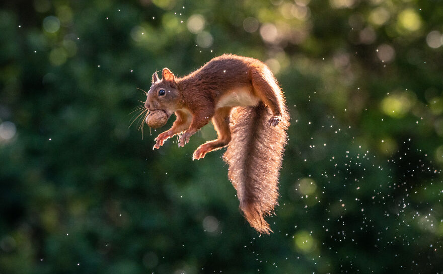 I’ve Been Photographing Red Squirrels For 6 Years, Here Are My 19 Photos To Show How Acrobatic They Really Are I’ve Been Photographing Red Squirrels For 6 Years, Here Are My 19 Photos To Show How Acrobatic They Really Are
