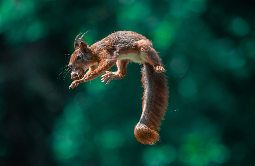 I’ve Been Photographing Red Squirrels For 6 Years, Here Are My 19 Photos To Show How Acrobatic They Really Are I’ve Been Photographing Red Squirrels For 6 Years, Here Are My 19 Photos To Show How Acrobatic They Really Are