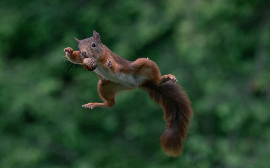 I’ve Been Photographing Red Squirrels For 6 Years, Here Are My 19 Photos To Show How Acrobatic They Really Are I’ve Been Photographing Red Squirrels For 6 Years, Here Are My 19 Photos To Show How Acrobatic They Really Are