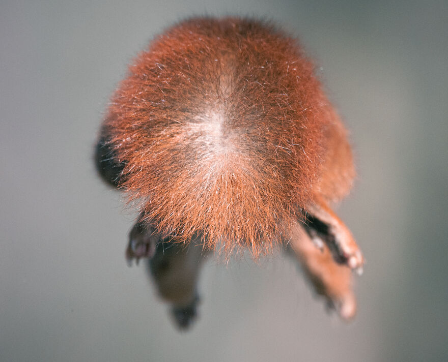 I’ve Been Photographing Red Squirrels For 6 Years, Here Are My 19 Photos To Show How Acrobatic They Really Are I’ve Been Photographing Red Squirrels For 6 Years, Here Are My 19 Photos To Show How Acrobatic They Really Are