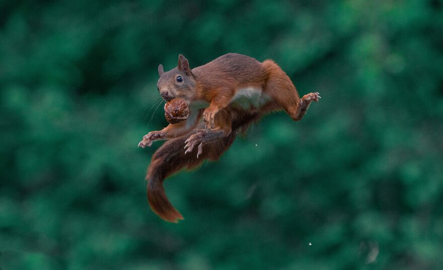 I’ve Been Photographing Red Squirrels For 6 Years, Here Are My 19 Photos To Show How Acrobatic They Really Are I’ve Been Photographing Red Squirrels For 6 Years, Here Are My 19 Photos To Show How Acrobatic They Really Are