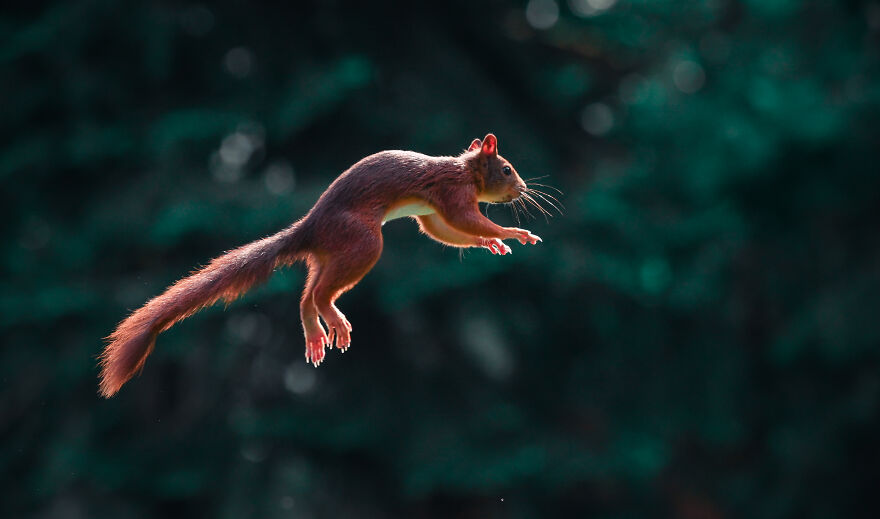 I’ve Been Photographing Red Squirrels For 6 Years, Here Are My 19 Photos To Show How Acrobatic They Really Are I’ve Been Photographing Red Squirrels For 6 Years, Here Are My 19 Photos To Show How Acrobatic They Really Are