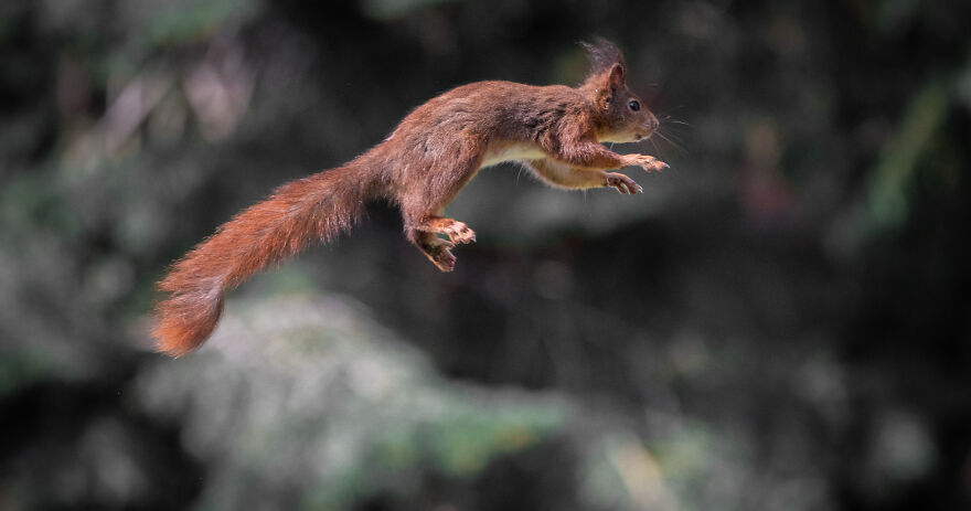 I’ve Been Photographing Red Squirrels For 6 Years, Here Are My 19 Photos To Show How Acrobatic They Really Are I’ve Been Photographing Red Squirrels For 6 Years, Here Are My 19 Photos To Show How Acrobatic They Really Are