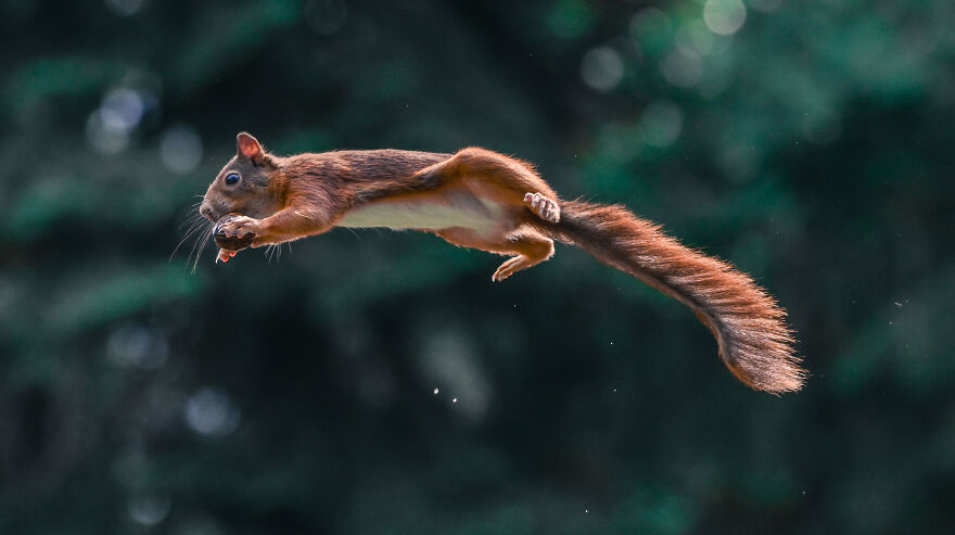 I’ve Been Photographing Red Squirrels For 6 Years, Here Are My 19 Photos To Show How Acrobatic They Really Are I’ve Been Photographing Red Squirrels For 6 Years, Here Are My 19 Photos To Show How Acrobatic They Really Are