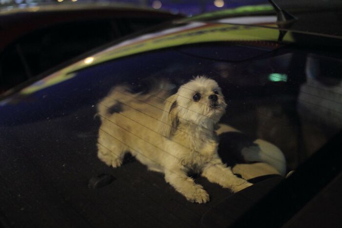 To Show How Dangerous It Is To Leave A Dog In A Car On A Hot Day, RSPCA Officer Trapped Himself In A Car For 25 Minutes To Show How Dangerous It Is To Leave A Dog In A Car On A Hot Day, RSPCA Officer Trapped Himself In A Car For 25 Minutes