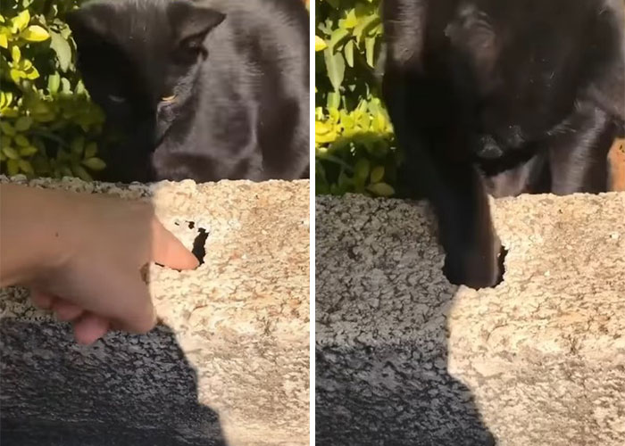 Millions Of People Rejoice At Hilarious Video Of Cat Rescuing House Keys From Hole