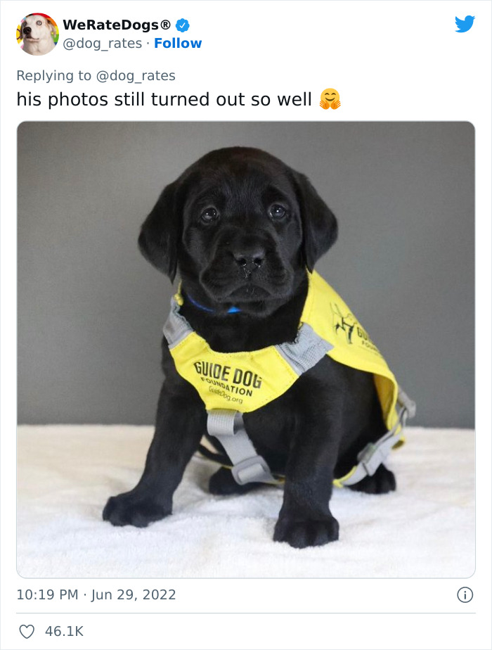 Guide-Pup-In-Training Falls Asleep During Important Photoshoot, And 11M People Can’t Handle The Cuteness Guide-Pup-In-Training Falls Asleep During Important Photoshoot, And 11M People Can’t Handle The Cuteness