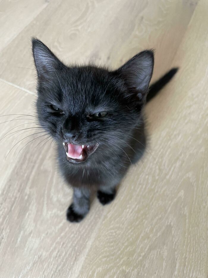 People Are Posting Pics Of Cats Radiating Powerful Meow Energy In This Group That Has Over 590k Members, And Here Are 50 Of The Best Pics (New Pics) People Are Posting Pics Of Cats Radiating Powerful Meow Energy In This Group That Has Over 590k Members, And Here Are 50 Of The Best Pics (New Pics)