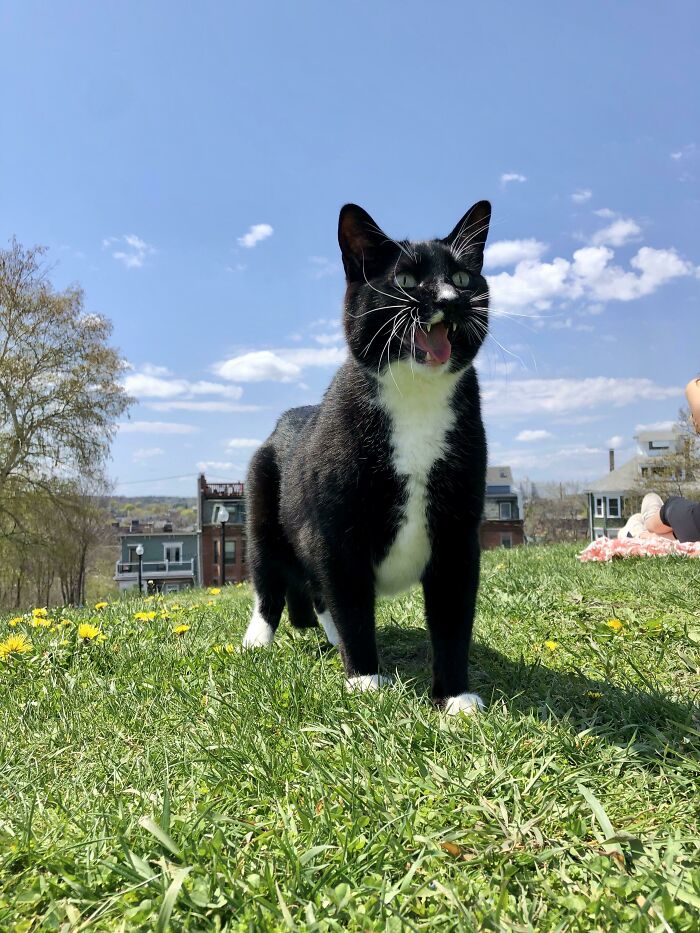 People Are Posting Pics Of Cats Radiating Powerful Meow Energy In This Group That Has Over 590k Members, And Here Are 50 Of The Best Pics (New Pics) People Are Posting Pics Of Cats Radiating Powerful Meow Energy In This Group That Has Over 590k Members, And Here Are 50 Of The Best Pics (New Pics)