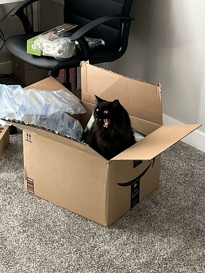 People Are Posting Pics Of Cats Radiating Powerful Meow Energy In This Group That Has Over 590k Members, And Here Are 50 Of The Best Pics (New Pics) People Are Posting Pics Of Cats Radiating Powerful Meow Energy In This Group That Has Over 590k Members, And Here Are 50 Of The Best Pics (New Pics)