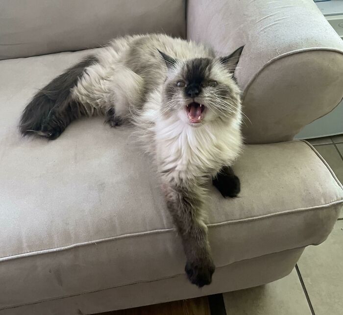 People Are Posting Pics Of Cats Radiating Powerful Meow Energy In This Group That Has Over 590k Members, And Here Are 50 Of The Best Pics (New Pics) People Are Posting Pics Of Cats Radiating Powerful Meow Energy In This Group That Has Over 590k Members, And Here Are 50 Of The Best Pics (New Pics)