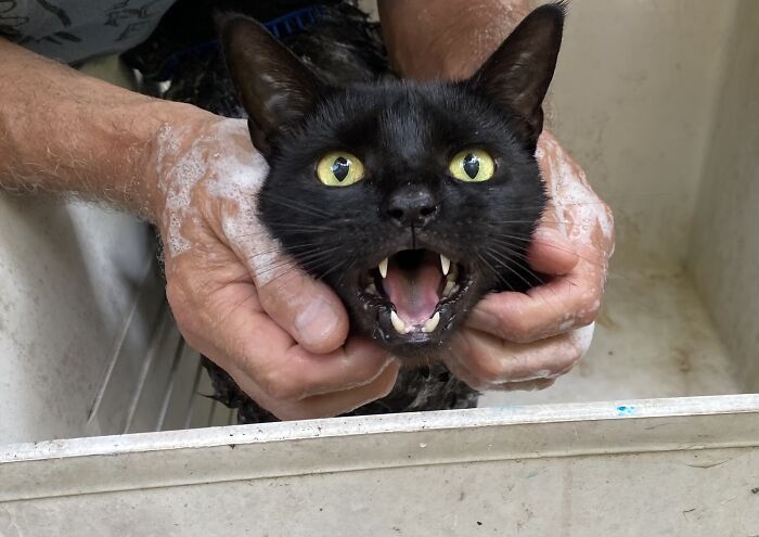 People Are Posting Pics Of Cats Radiating Powerful Meow Energy In This Group That Has Over 590k Members, And Here Are 50 Of The Best Pics (New Pics) People Are Posting Pics Of Cats Radiating Powerful Meow Energy In This Group That Has Over 590k Members, And Here Are 50 Of The Best Pics (New Pics)