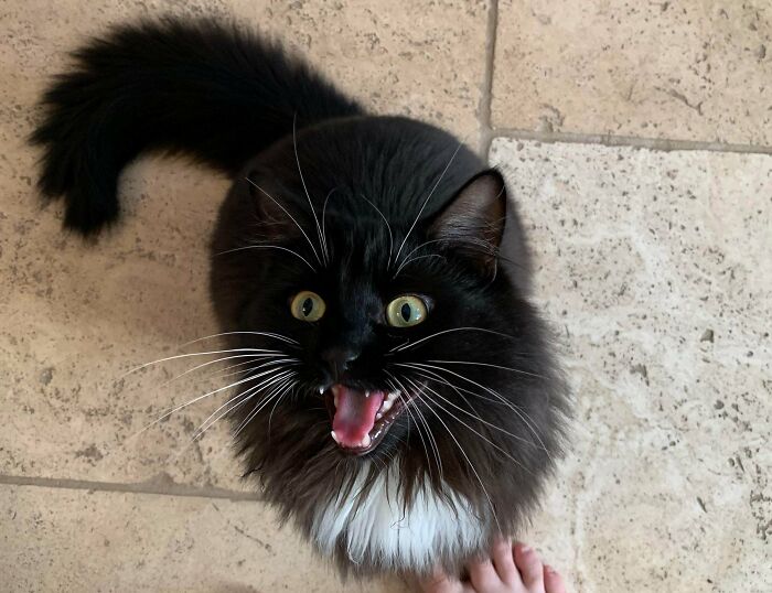 People Are Posting Pics Of Cats Radiating Powerful Meow Energy In This Group That Has Over 590k Members, And Here Are 50 Of The Best Pics (New Pics) People Are Posting Pics Of Cats Radiating Powerful Meow Energy In This Group That Has Over 590k Members, And Here Are 50 Of The Best Pics (New Pics)