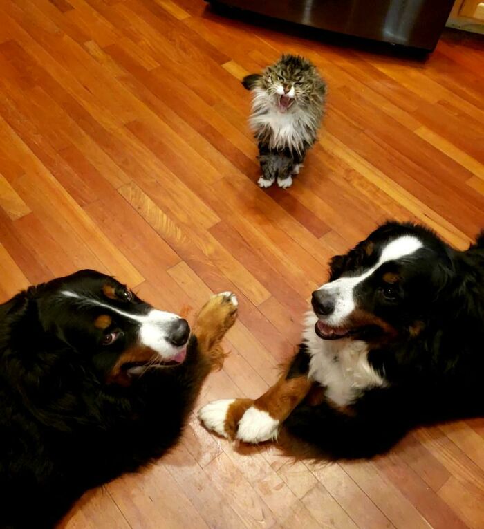 People Are Posting Pics Of Cats Radiating Powerful Meow Energy In This Group That Has Over 590k Members, And Here Are 50 Of The Best Pics (New Pics) People Are Posting Pics Of Cats Radiating Powerful Meow Energy In This Group That Has Over 590k Members, And Here Are 50 Of The Best Pics (New Pics)