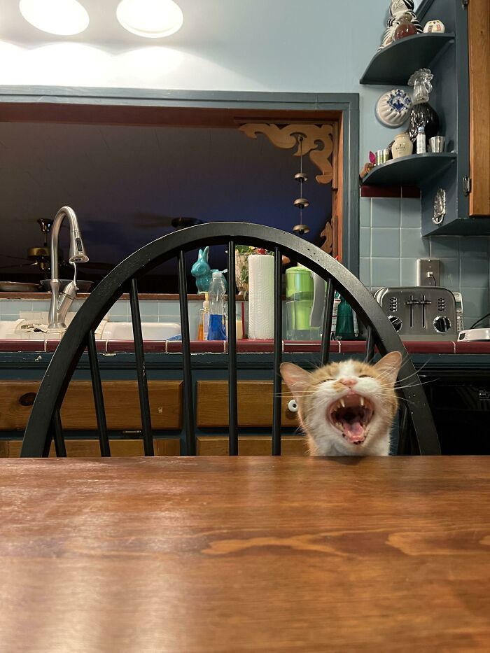 People Are Posting Pics Of Cats Radiating Powerful Meow Energy In This Group That Has Over 590k Members, And Here Are 50 Of The Best Pics (New Pics) People Are Posting Pics Of Cats Radiating Powerful Meow Energy In This Group That Has Over 590k Members, And Here Are 50 Of The Best Pics (New Pics)