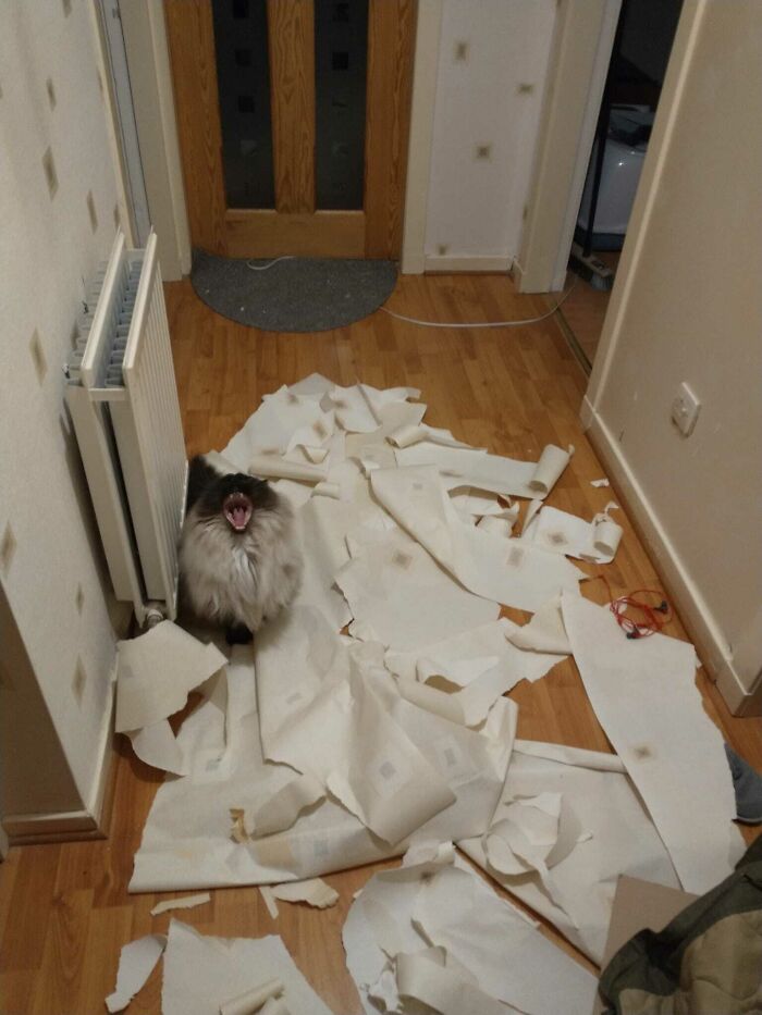 People Are Posting Pics Of Cats Radiating Powerful Meow Energy In This Group That Has Over 590k Members, And Here Are 50 Of The Best Pics (New Pics) People Are Posting Pics Of Cats Radiating Powerful Meow Energy In This Group That Has Over 590k Members, And Here Are 50 Of The Best Pics (New Pics)